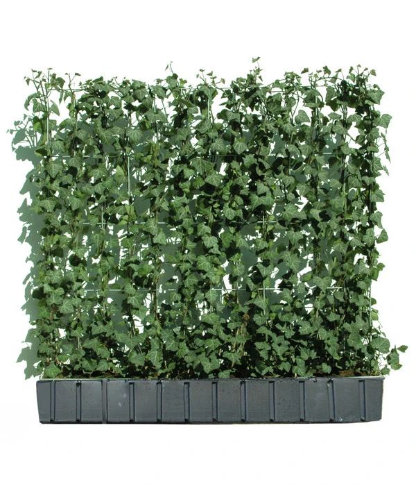 Hecke Am Laufenden Meter® 'Woerneri' - Efeu, Ca. 100 Cm
