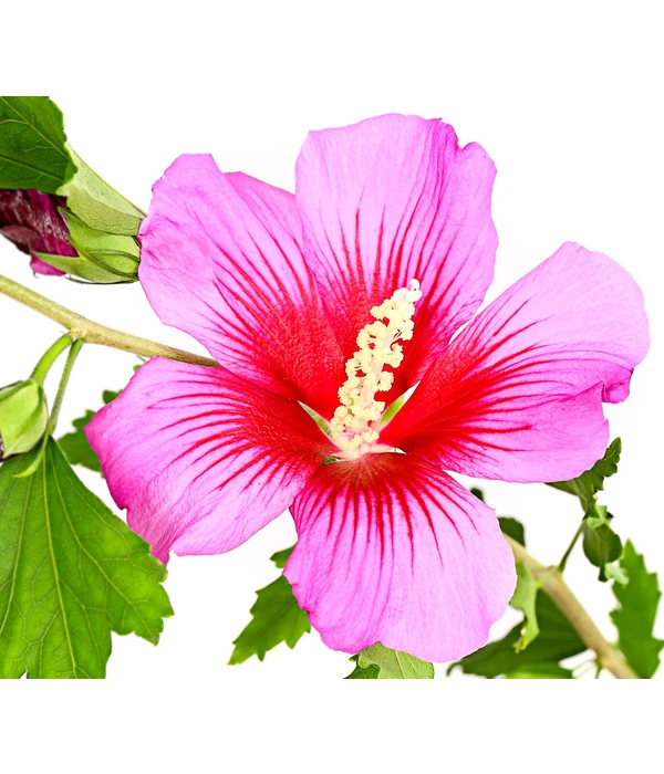 Hibiskus 'Silke' - Garten-Eibisch – Bild 3