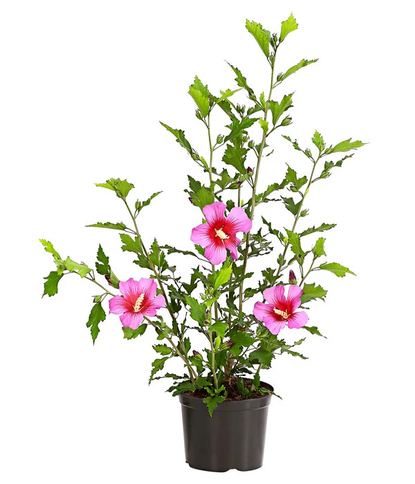 Hibiskus 'Silke' - Garten-Eibisch – Bild 2