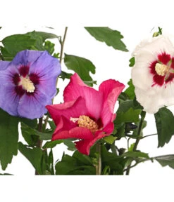 Hibiskus-Trio - Garten-Eibisch
