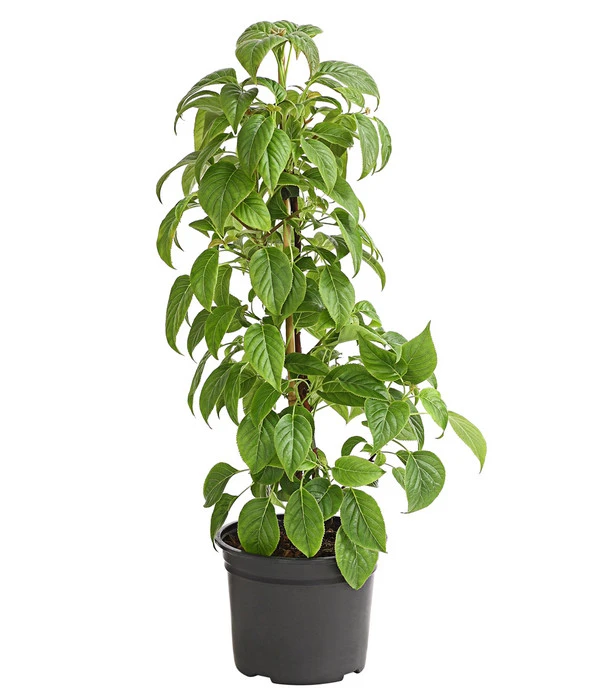 Kletter-Hortensie 'Crug Coral'®