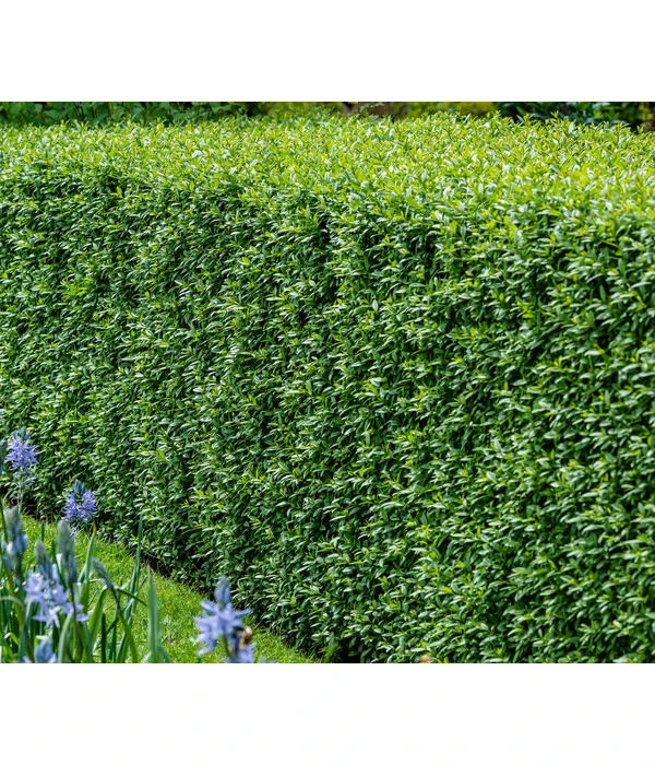 12,5 Meter Wintergrüner Liguster 'Atrovirens', 50 X Ca. 60-100 Cm – Bild 2