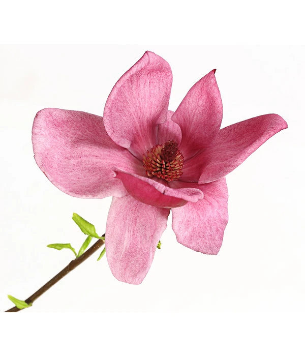 Magnolie 'Genie' – Bild 3