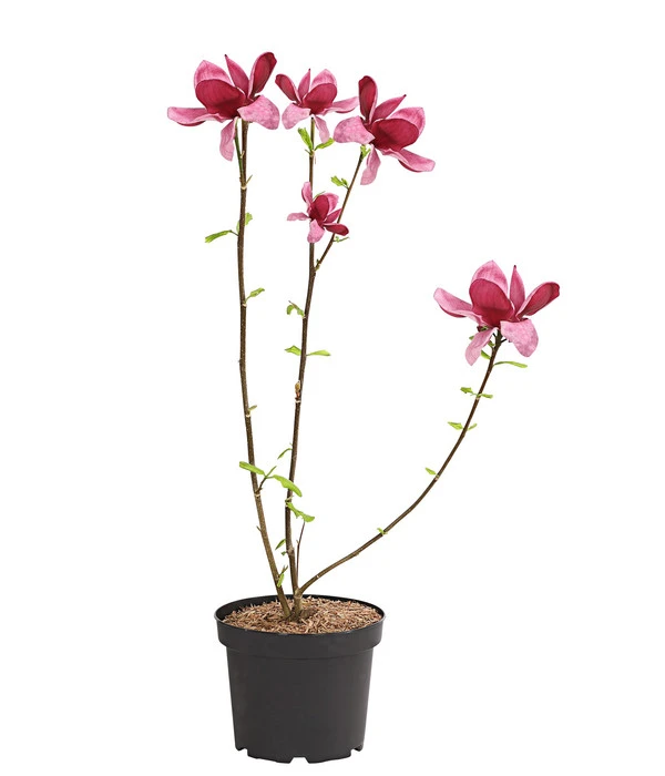 Magnolie 'Genie' – Bild 2