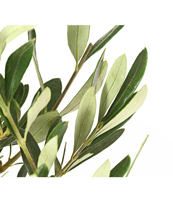 Olive, Busch – Bild 5