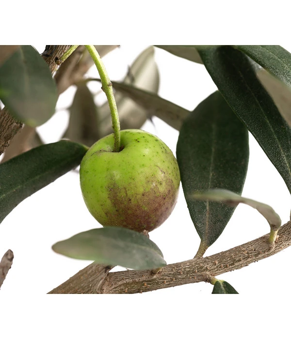 Olive, Busch – Bild 6