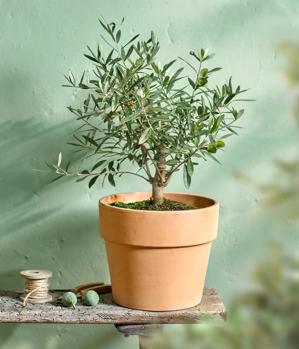 Olive, Busch – Bild 4