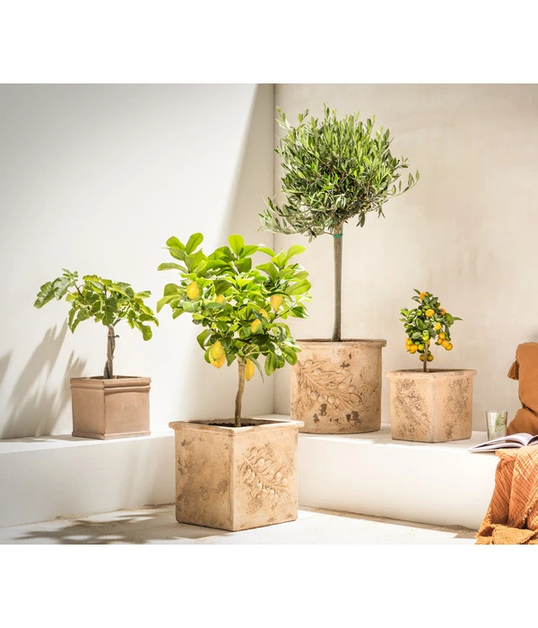 Feige, Hell – Bild 4