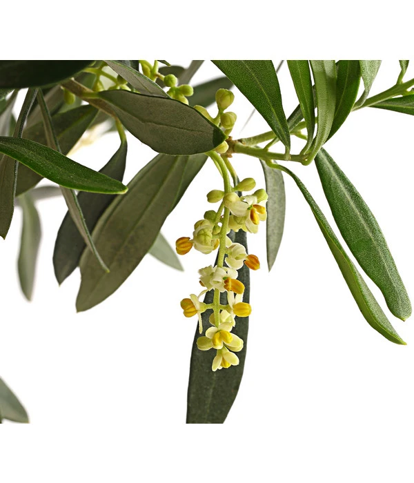 Olive, Ministamm – Bild 6