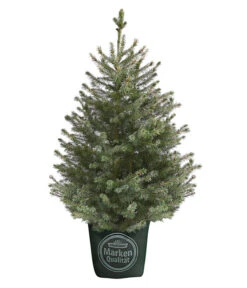 Serbische Fichte, Ca. 70-80 Cm, Im Topf Gewachsen