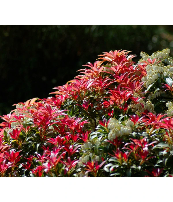 Dehner Schattenglöckchen, Japanische Lavendelheide 'Forest Flame' – Bild 2