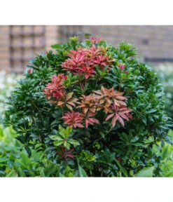 Dehner Schattenglöckchen, Japanische Lavendelheide 'Mountain Fire'