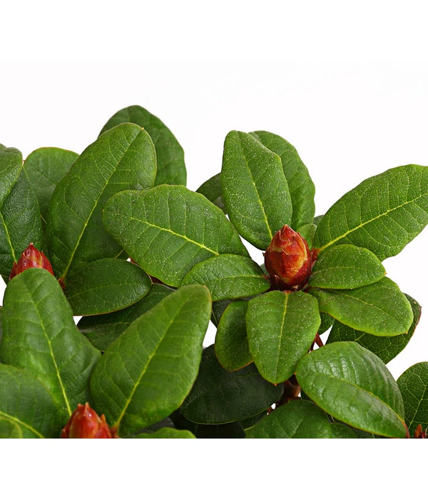 Zwerg-Rhododendron – Bild 3