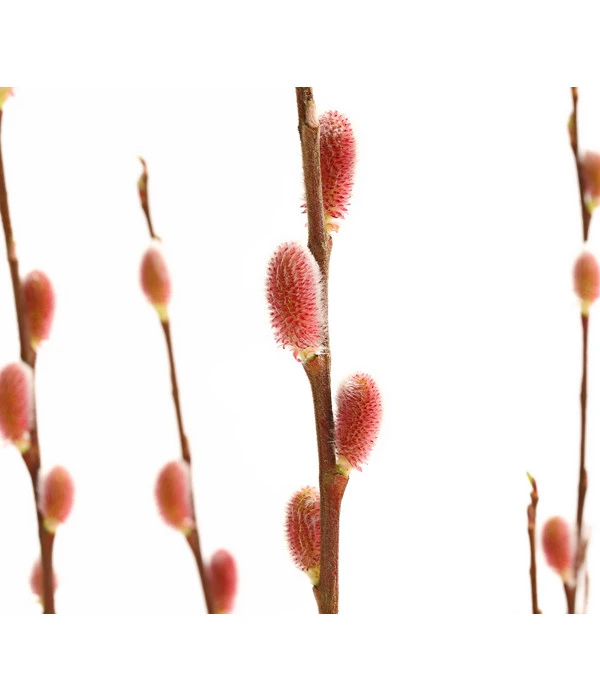 Rotkätzchenweide, Busch – Bild 2