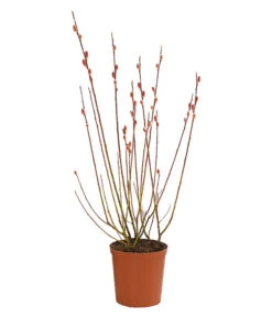 Rotkätzchenweide, Busch