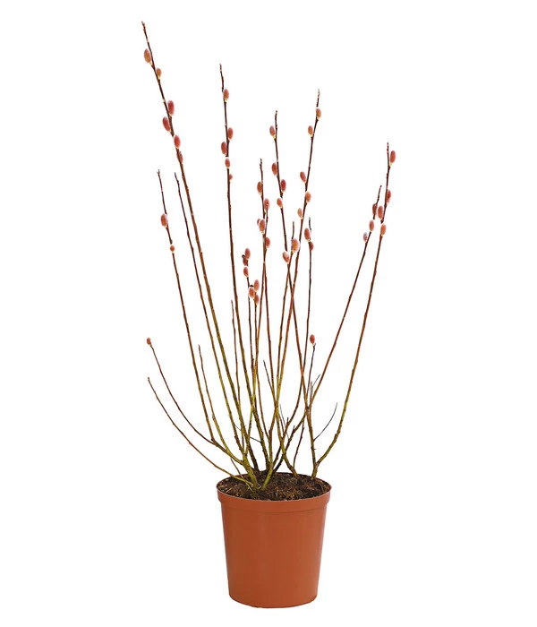 Rotkätzchenweide, Busch