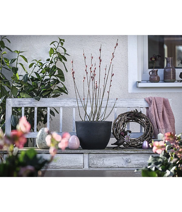 Rotkätzchenweide, Busch – Bild 3