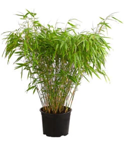 Schirmbambus 'Formidable'