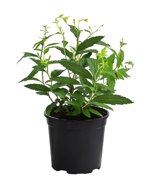 Rote Sommerspiere 'Anthony Waterer' – Bild 2