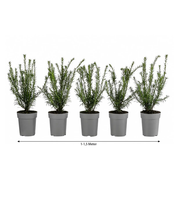 1-1,5 Meter Europäische Eibe, 5 X Ca. 30 Cm