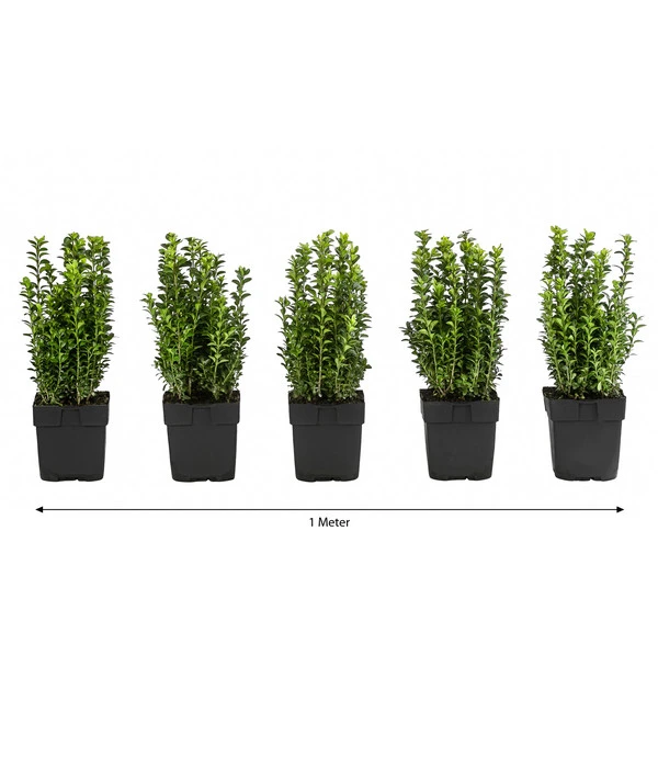 1 Meter Gewöhnlicher Buchs, 5 X Ca. 30 Cm