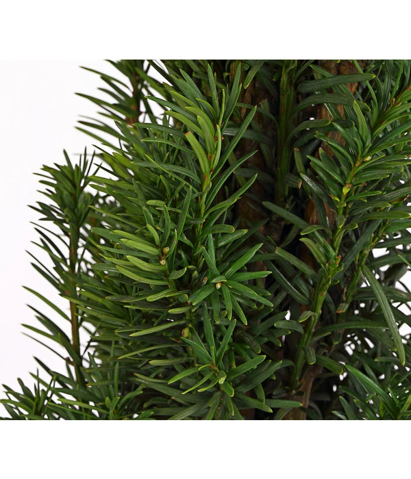 Säulen-Eibe 'Fastigiata' – Bild 2