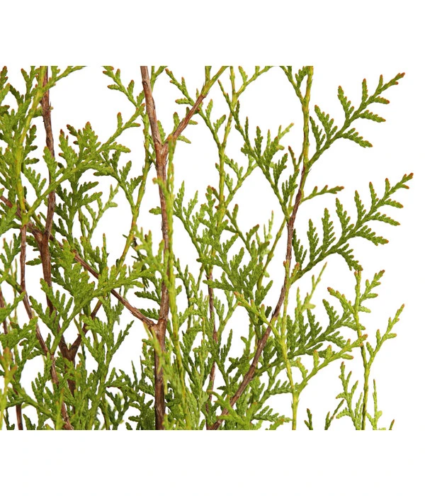 14 Meter Lebensbaum 'Brabant', 40 X Ca. 80-100 Cm – Bild 3