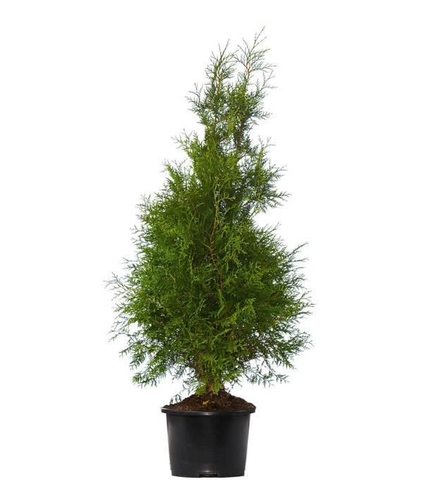 3 Meter Lebensbaum 'Brabant', 6 X Ca. 150-175 Cm – Bild 2