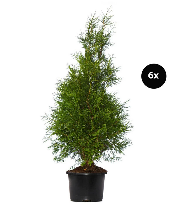 3 Meter Lebensbaum 'Brabant', 6 X Ca. 150-175 Cm