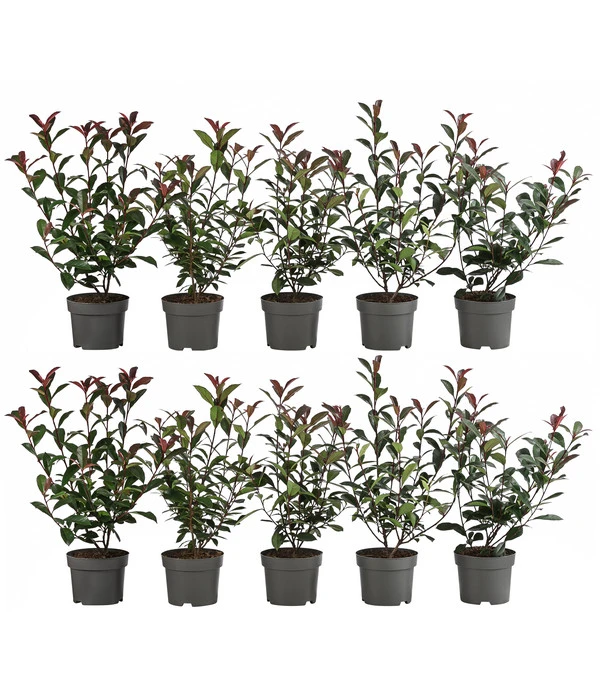 2-3 Meter Purpur-Glanzmispel 'Carre Rouge', 10 X Ca. 35 Cm