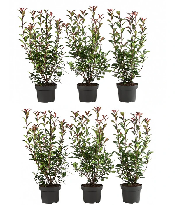 2 Meter Purpur-Glanzmispel 'Carre Rouge', 6 X Ca. 60 Cm