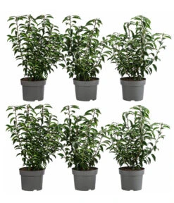 2 Meter Portugiesischer Kirschlorbeer 'Angustifolia', 6 X Ca. 40-60 Cm