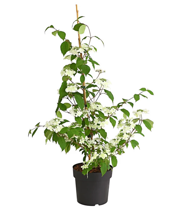 Schneeball 'Kilimandjaro Sunrise' – Bild 2