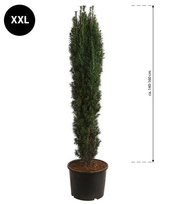 XXL Schmale Säuleneibe 'Fastigiata Robusta', Ca. 140-160 Cm – Bild 2