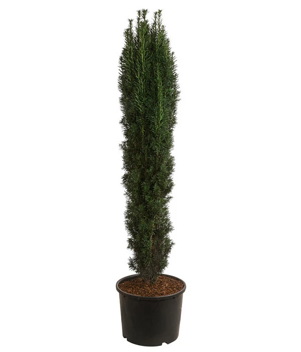 XXL Schmale Säuleneibe 'Fastigiata Robusta', Ca. 140-160 Cm