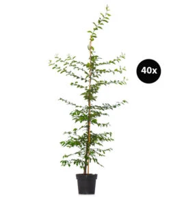 13 Meter Hainbuche, 40 X Ca. 175-200 Cm