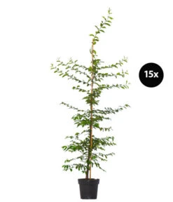 5 Meter Hainbuche, 15 X Ca. 175-200 Cm