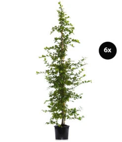 3 Meter Hainbuche, 6 X Ca. 200-225 Cm