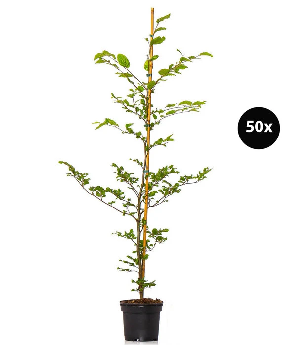 10 Meter Rotbuche, 50 X Ca. 100-125 Cm