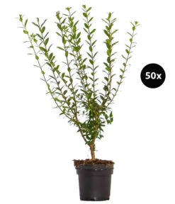 12,5 Meter Wintergrüner Liguster 'Atrovirens', 50 X Ca. 60-100 Cm