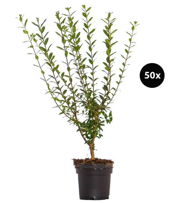 12,5 Meter Wintergrüner Liguster 'Atrovirens', 50 X Ca. 60-100 Cm