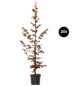 6 Meter Blutbuche 'Purpurea', 20 X Ca. 150-175 Cm