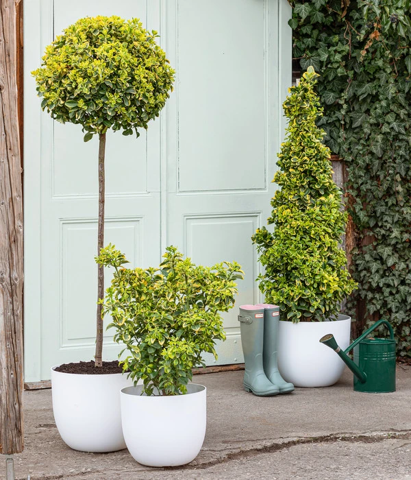 Japanischer Spindelstrauch 'Elegantissima Aurea', Ca. 130-150 Cm – Bild 2