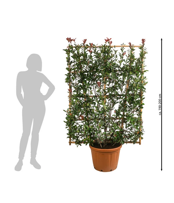 Purpur-Glanzmispel 'Robusta Compacta', Ca. 190-200 Cm – Bild 2