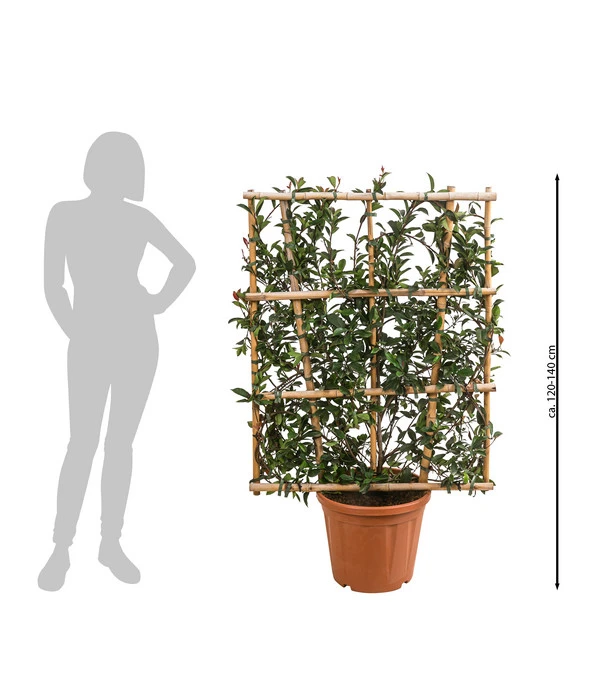 Purpur-Glanzmispel 'Robusta Compacta', Ca. 120-140 Cm – Bild 2