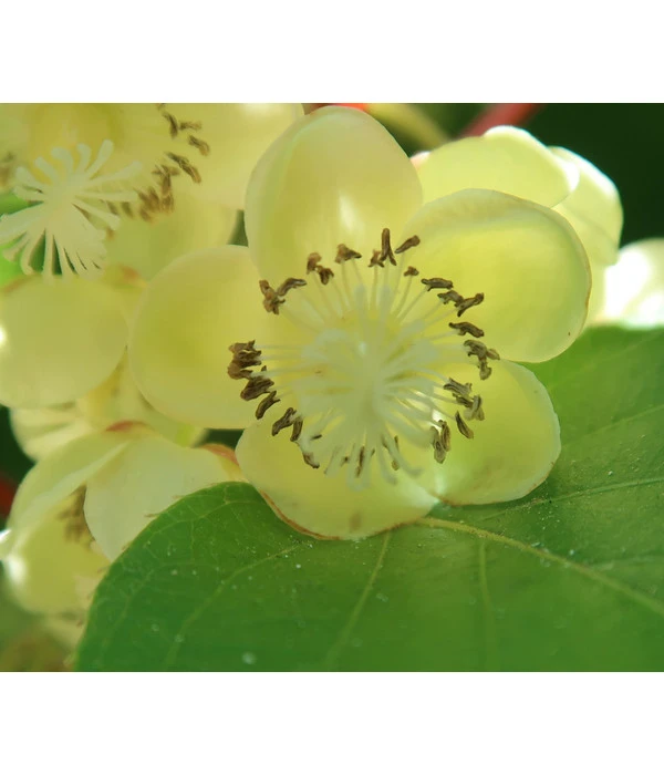 Kiwi 'Nostino', Männlich