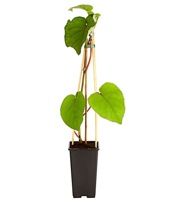 Kiwi 'Atlas', Männlich – Bild 2