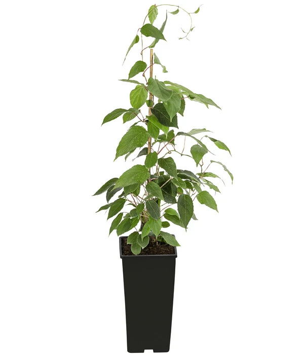 Kiwi 'Nostino', Männlich – Bild 2