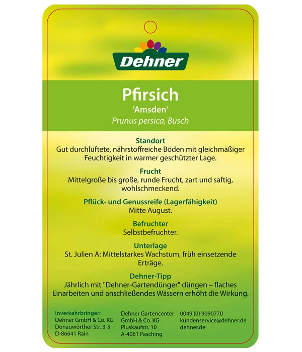 Dehner Pfirsich 'Amsden' – Bild 3