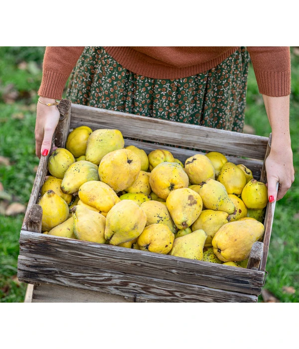 Apfelquitte – Bild 3